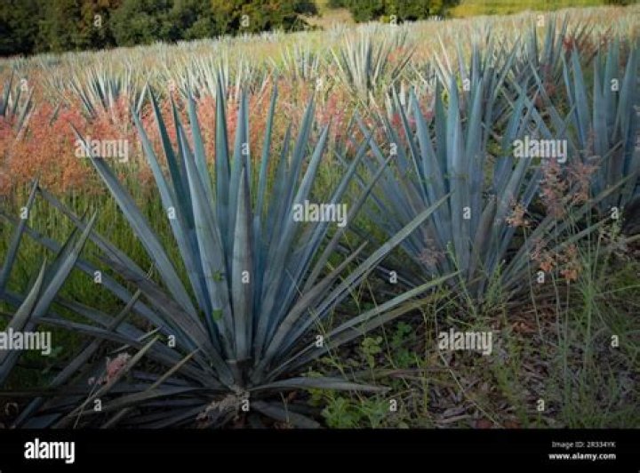 Agave Azul: The Heart of Tequila Production