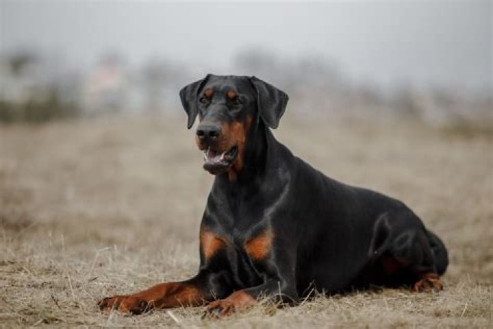 All You Need to Know About Red Doberman: A Comprehensive Guide