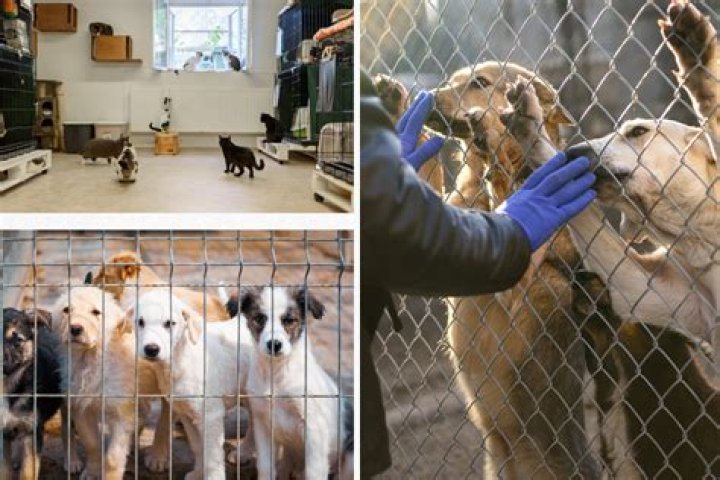 Animal Shelters in Prince George's County, MD: A Comprehensive Guide