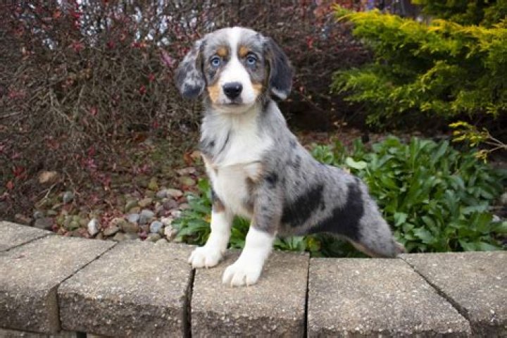 Aussie Beagle Mix: The Ultimate Guide to This Adorable Hybrid Breed