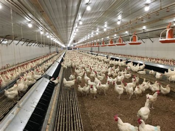 Bell and Evans: A Comprehensive Guide to Quality Poultry Products