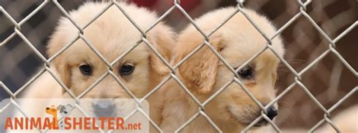 Blount County Animal Center: A Comprehensive Guide to Animal Welfare and Adoption