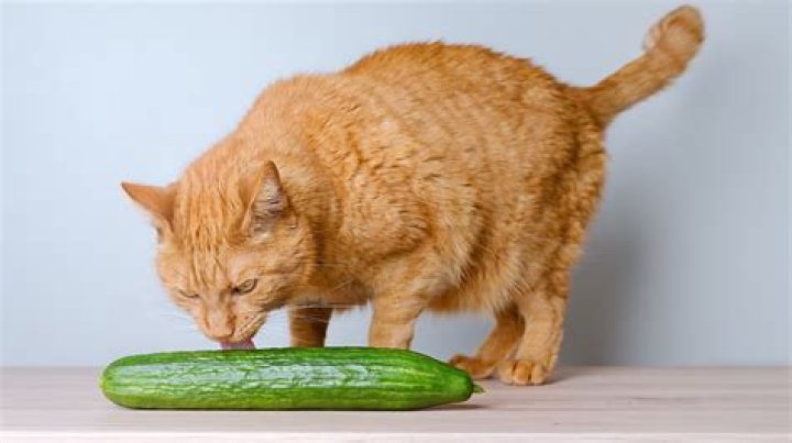 Cats and Cucumbers: Understanding the Fascination
