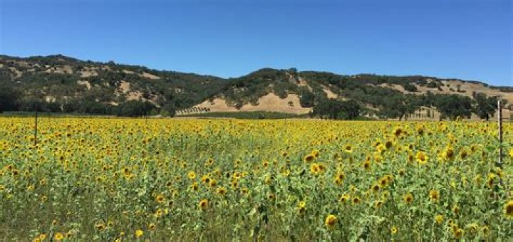 Discovering Morning Glory Lakeway: A Hidden Gem in Texas