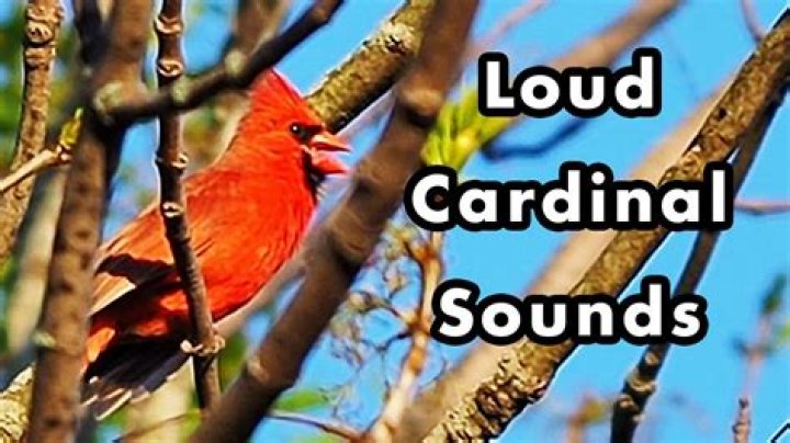 Discovering the Melodic World of Red Cardinal Sounds