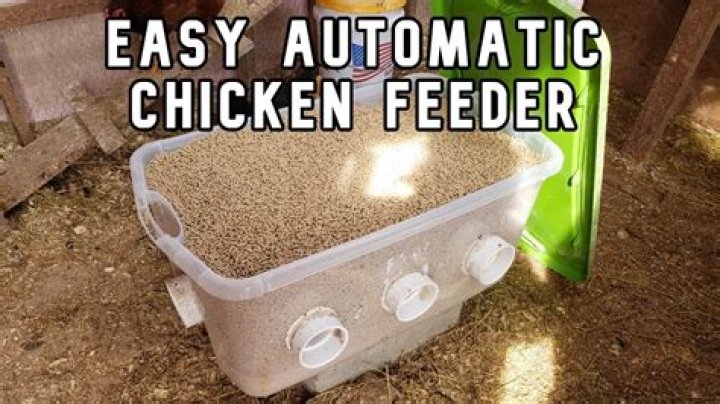 DIY Chook Feeder: A Complete Guide to Building Your Own Chicken Feeder