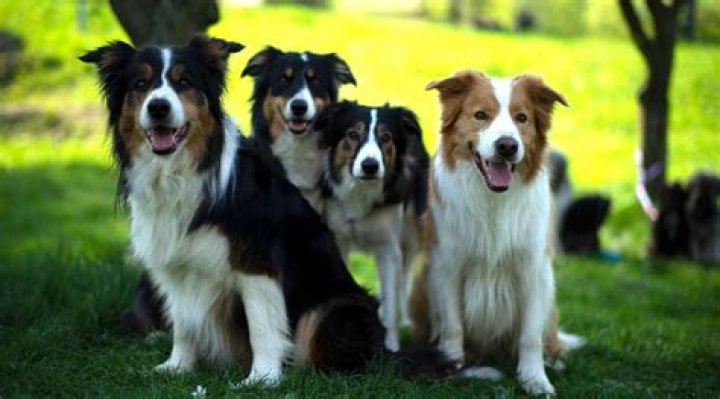 Do Border Collies Malt? Understanding Shedding in Border Collies