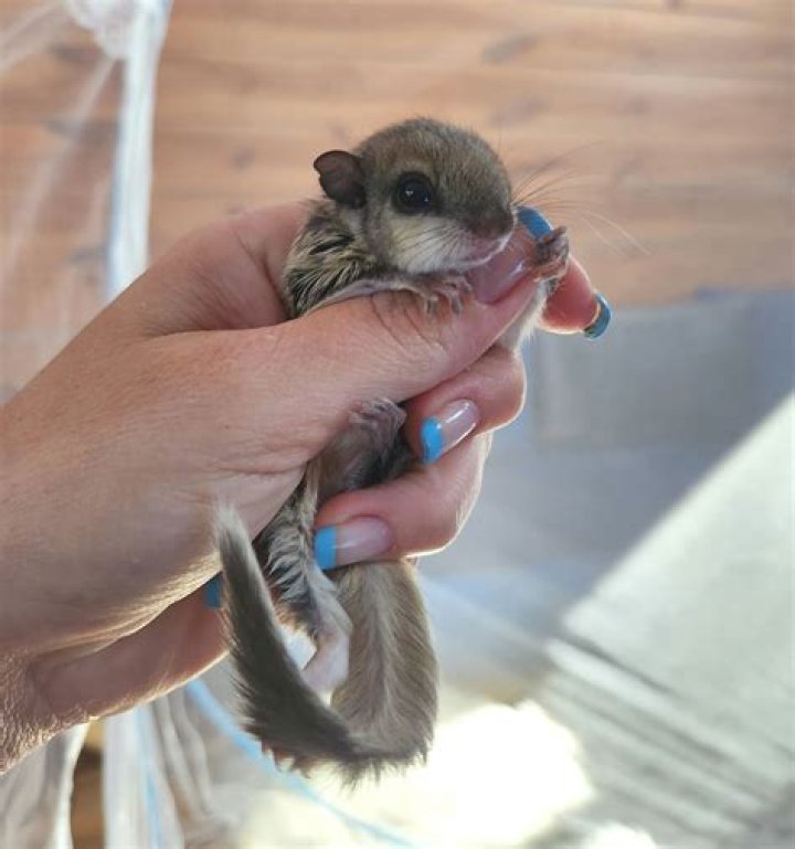 Flying Squirrel for Sale: The Ultimate Guide to Owning a Unique Pet
