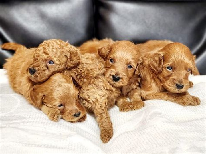 Mini Goldendoodle Puppies: The Perfect Family Companion
