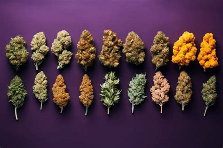 Prime Cannabis: The Ultimate Guide to Finding the Best Strains