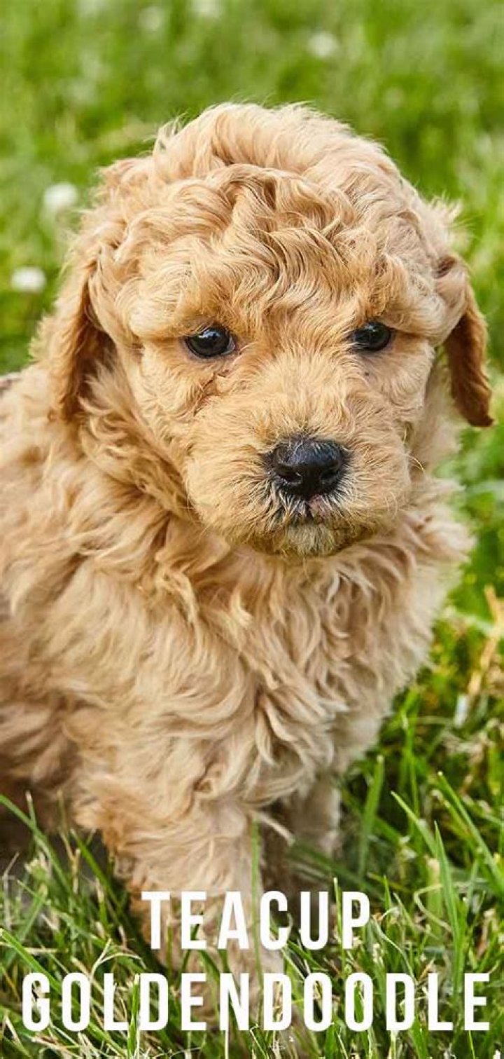Teacup Golden Doodle: The Perfect Companion for Dog Lovers