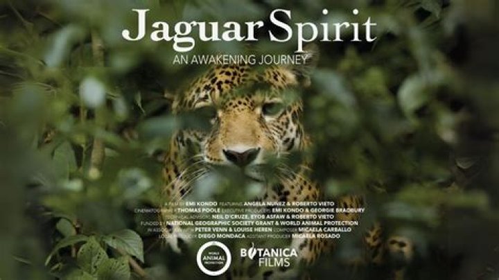 The Mystical Journey: Ayahuasca and the Jaguar Spirit