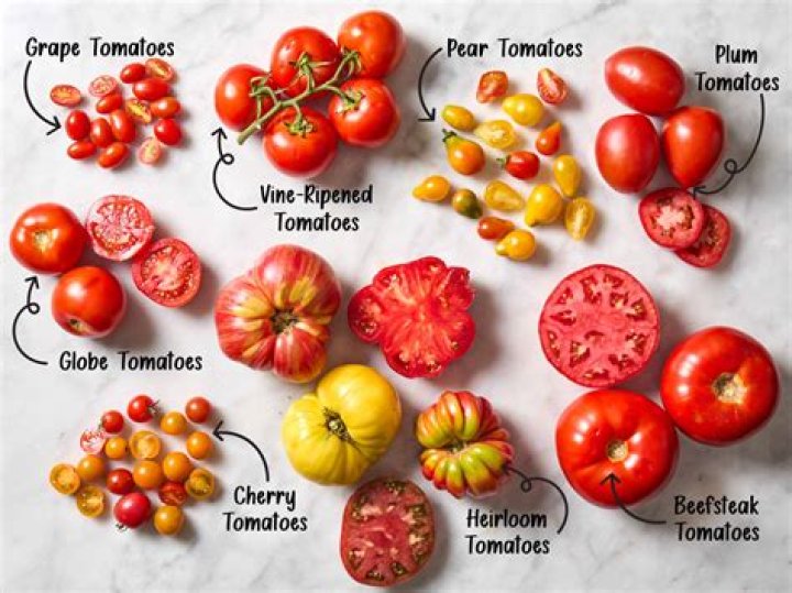 Top Tomato: The Ultimate Guide to the Best Tomato Varieties and Uses