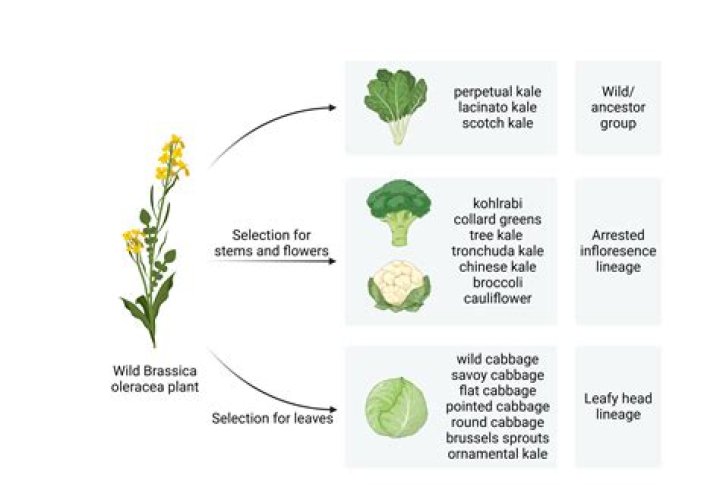Understanding Oleracea Brassica: The Nutritional Powerhouse of the Brassica Family