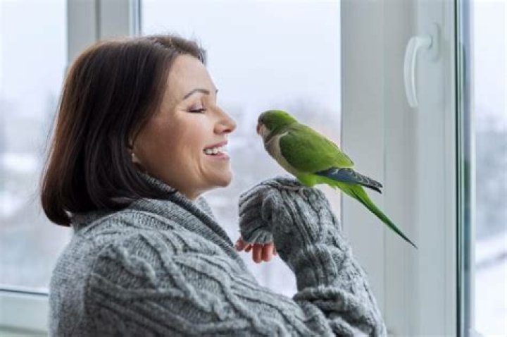 Understanding Parrot Bird Speaking: Insights and Tips