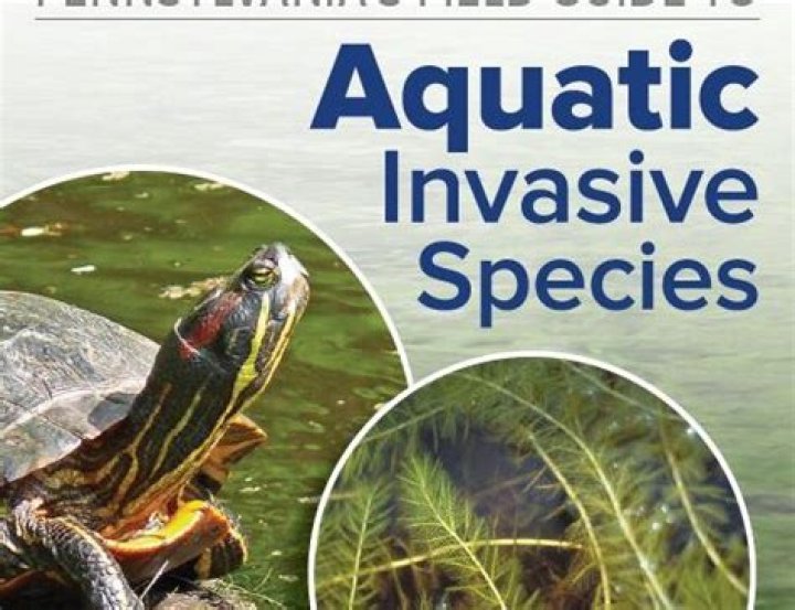 Understanding Pool Schools: A Comprehensive Guide to Aquatic Education