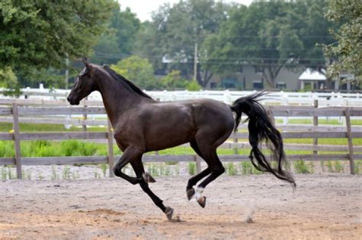 Understanding the American Saddlebred Horse Association: History, Importance, and Influence